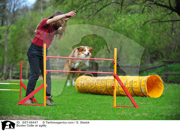 Border Collie beim Agility / Border Collie at agility / SST-06447