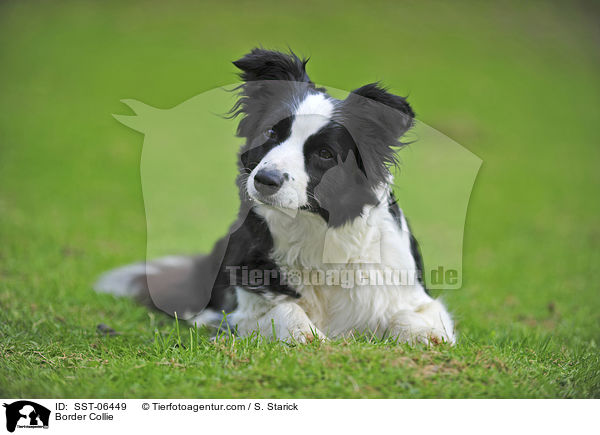 Border Collie / SST-06449