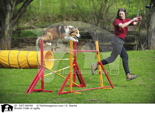 Border Collie beim Agility / Border Collie at agility / SST-06458