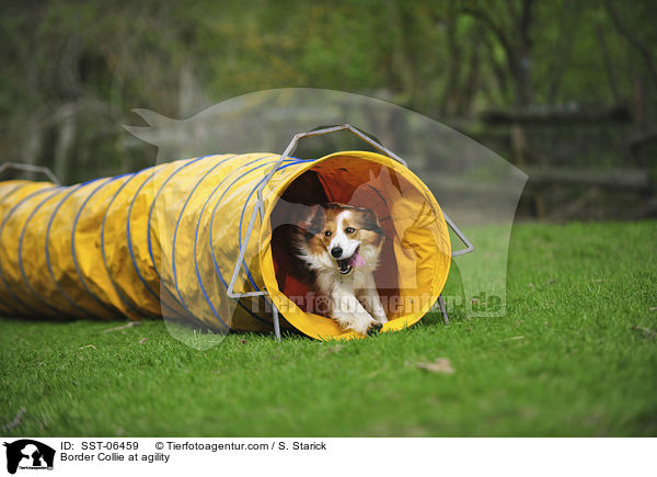 Border Collie beim Agility / Border Collie at agility / SST-06459