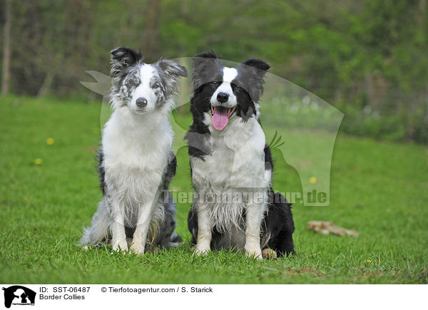 Border Collies / Border Collies / SST-06487