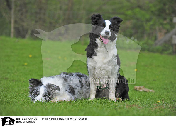 Border Collies / Border Collies / SST-06488