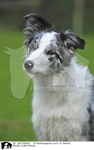 Border Collie Portrait / Border Collie Portrait / SST-06490