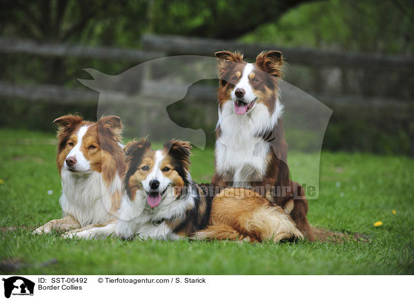 Border Collies / SST-06492