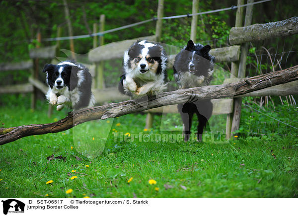 springende Border Collies / jumping Border Collies / SST-06517