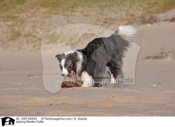 spielender Border Collie / playing Border Collie / SST-06534