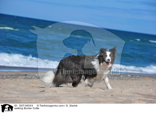 laufender Border Collie / walking Border Collie / SST-06543