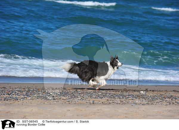 rennender Border Collie / running Border Collie / SST-06545