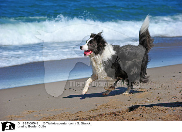 rennender Border Collie / running Border Collie / SST-06548