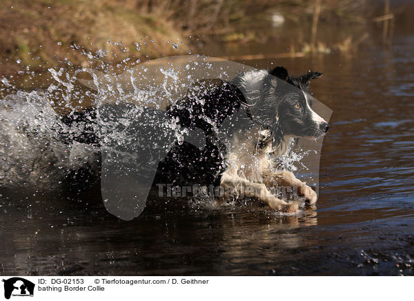 badender Border Collie / bathing Border Collie / DG-02153