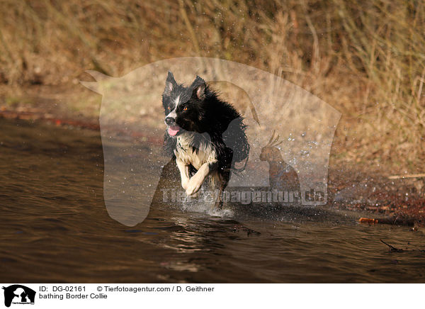 badender Border Collie / bathing Border Collie / DG-02161