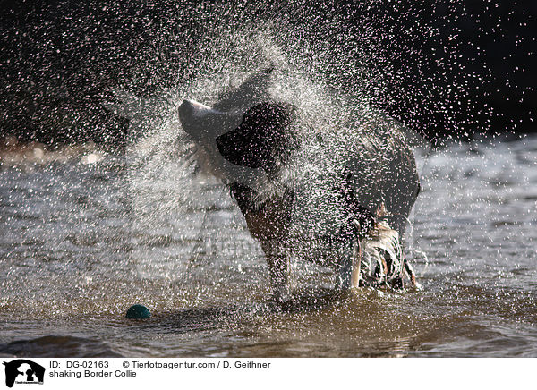 Border Collie schttelt sich / shaking Border Collie / DG-02163