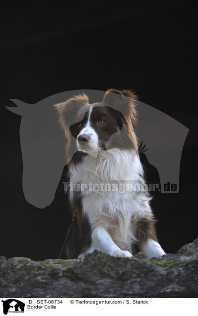 Border Collie / Border Collie / SST-06734