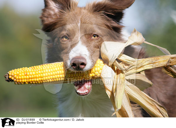 spielender Border Collie / playing Border Collie / DJ-01899