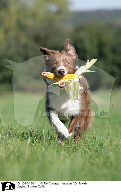 spielender Border Collie / playing Border Collie / DJ-01901