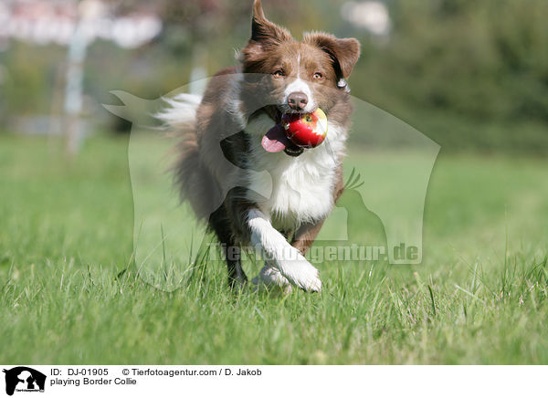 spielender Border Collie / playing Border Collie / DJ-01905