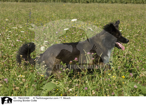 rennender Border Collie / running Border Collie / TM-02366