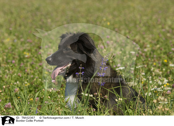 Border Collie Portrait / Border Collie Portrait / TM-02367