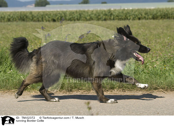 rennender Border Collie / running Border Collie / TM-02372