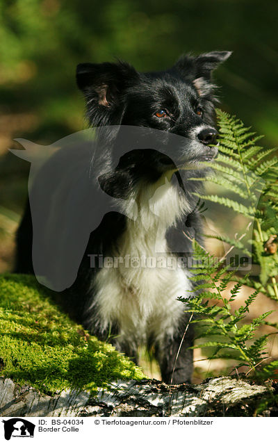 Border Collie / Border Collie / BS-04034