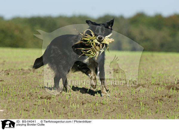 spielender Border Collie / playing Border Collie / BS-04041