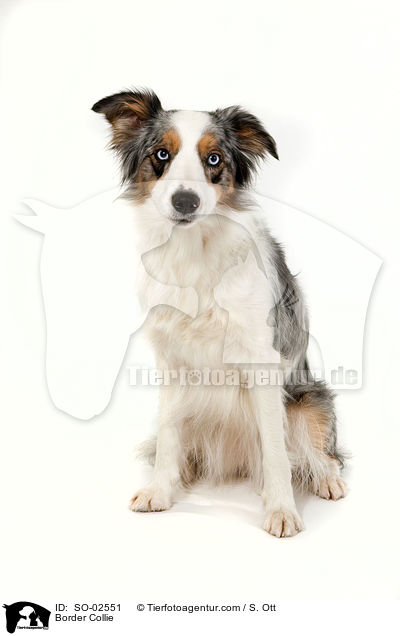 Border Collie / Border Collie / SO-02551