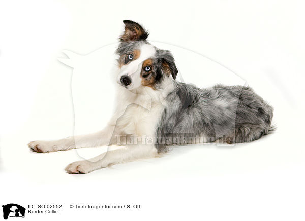 Border Collie / Border Collie / SO-02552