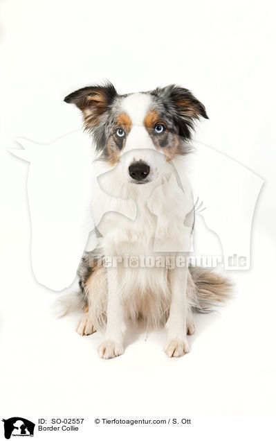 Border Collie / Border Collie / SO-02557