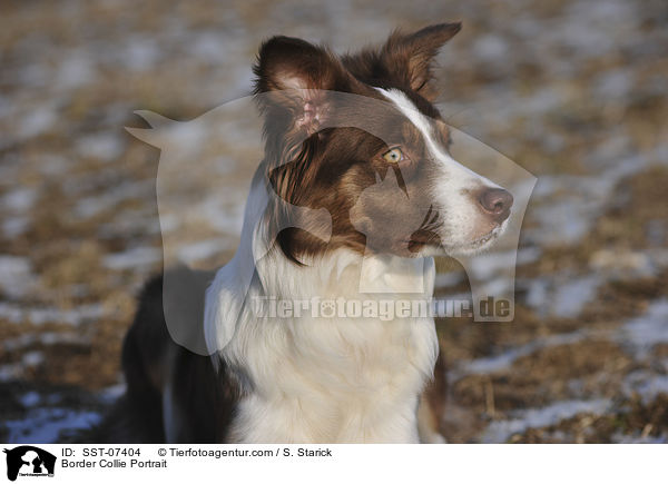 Border Collie Portrait / Border Collie Portrait / SST-07404