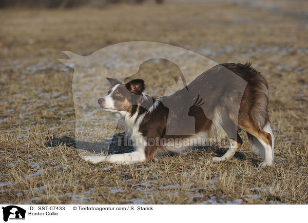 Border Collie / Border Collie / SST-07433