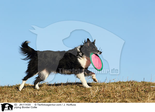 spielender Border Collie / plying Border Collie / JH-11430