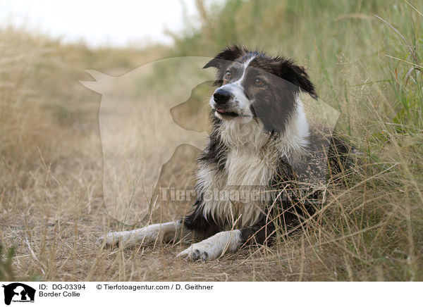 Border Collie / Border Collie / DG-03394