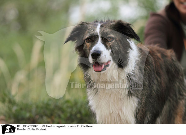 Border Collie Portrait / Border Collie Portrait / DG-03397