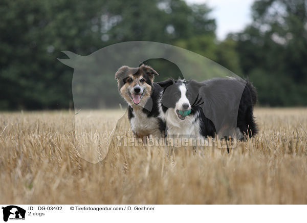 2 Hunde / 2 dogs / DG-03402