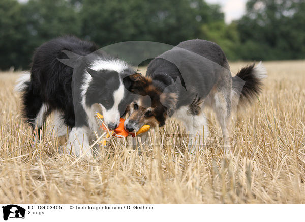 2 Hunde / 2 dogs / DG-03405