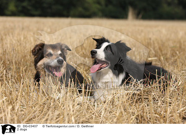 2 Hunde / 2 dogs / DG-03407