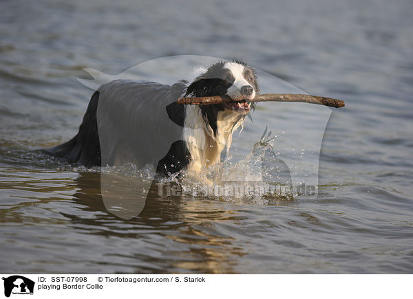 spielender Border Collie / playing Border Collie / SST-07998