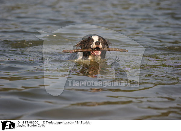 spielender Border Collie / playing Border Collie / SST-08000