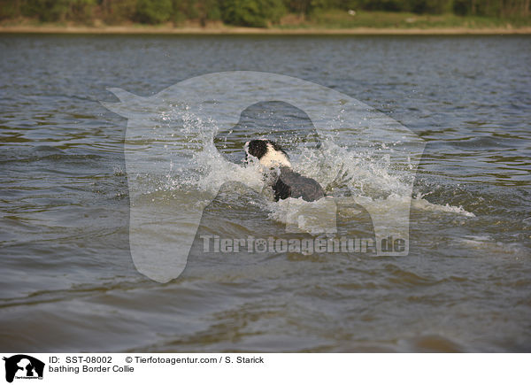 badender Border Collie / bathing Border Collie / SST-08002