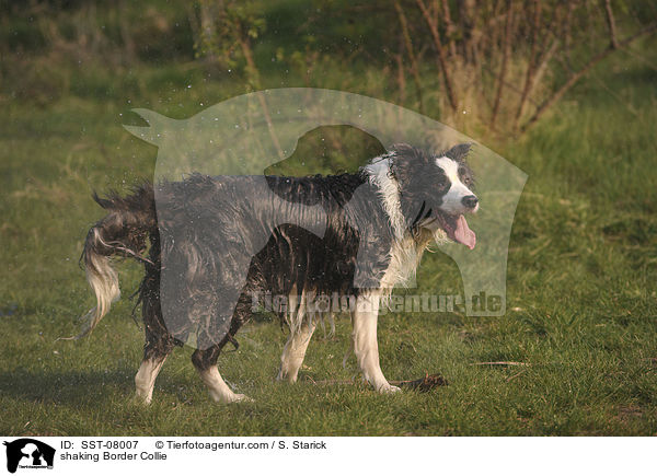 Border Collie schttelt sich / shaking Border Collie / SST-08007