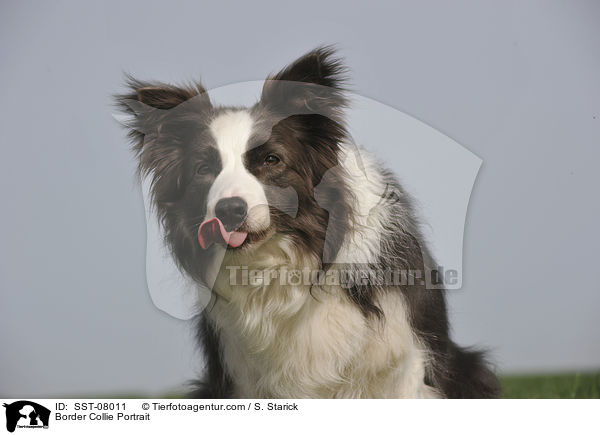 Border Collie Portrait / Border Collie Portrait / SST-08011