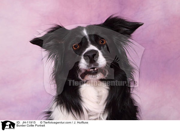 Border Collie Portrait / Border Collie Portrait / JH-11915