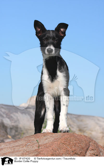 Border Collie Welpe / Border Collie Puppy / IF-07420