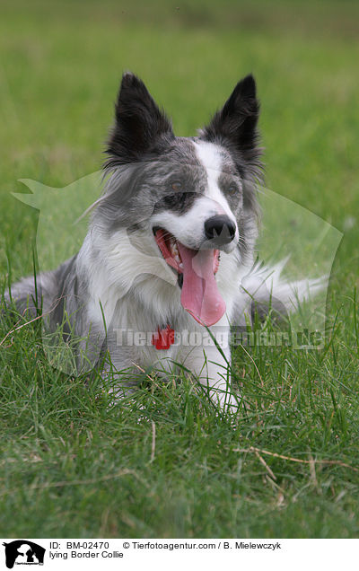 liegender Border Collie / lying Border Collie / BM-02470