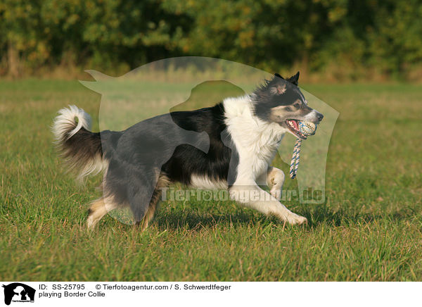 spielender Border Collie / playing Border Collie / SS-25795