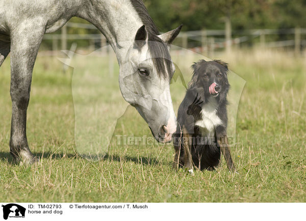 horse and dog / TM-02793