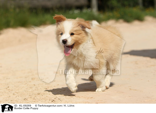 Border Collie Welpe / Border Collie Puppy / KL-09269