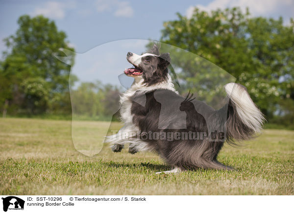 rennender Border Collie / running Border Collie / SST-10296