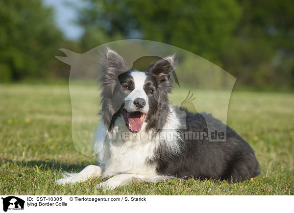 liegender Border Collie / lying Border Collie / SST-10305