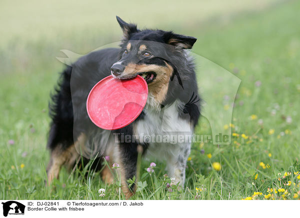 Border Collie mit Frisbee / Border Collie with frisbee / DJ-02841